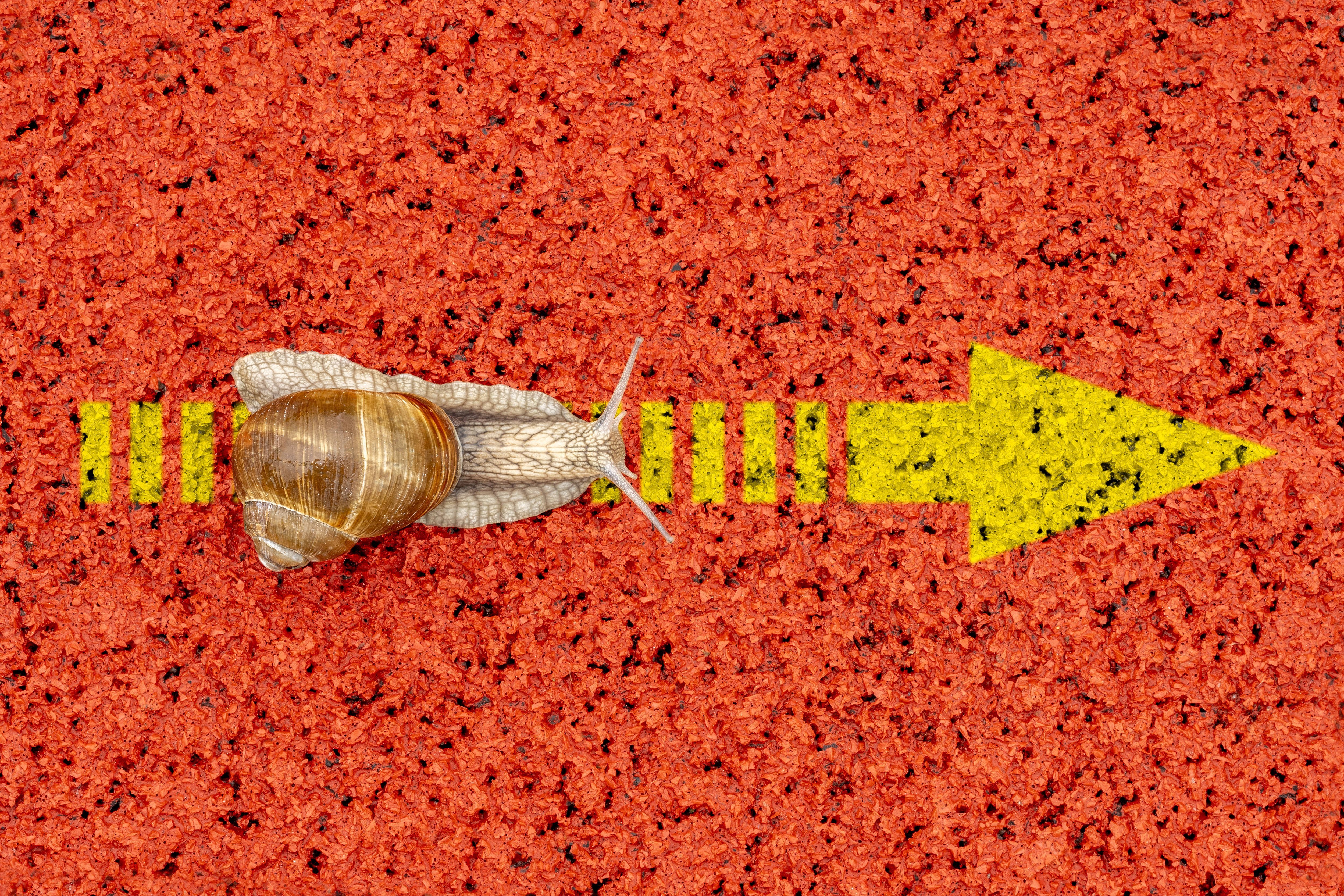 Symbolfoto f&uuml;r Langsamkeit: eine Schnecke kriecht &uuml;ber einen gelben Pfeil, der auf einem roten Gummiplatzboden aufgemalt ist.