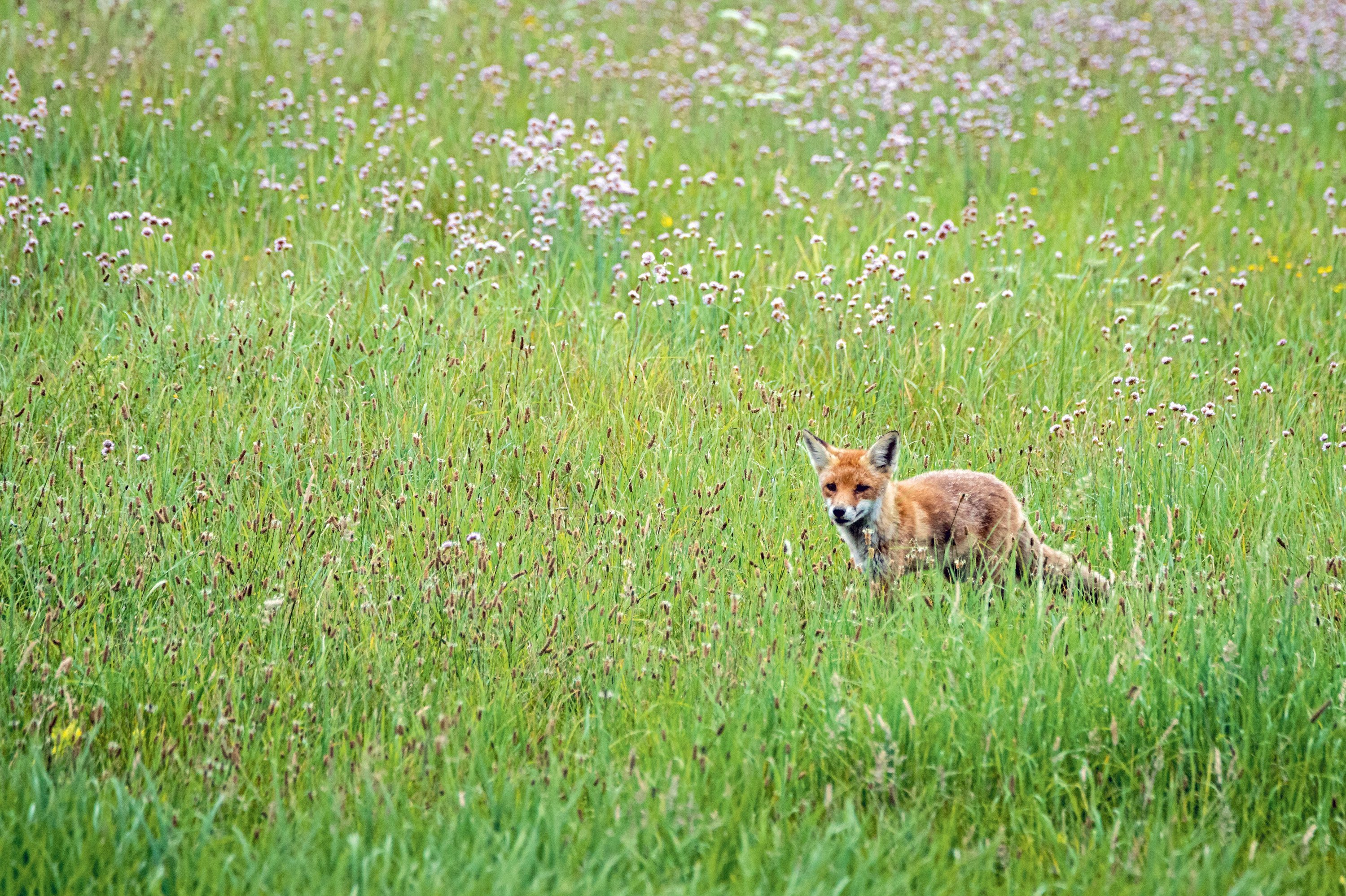 Eine Füchsin unterwegs in einer Wiese.